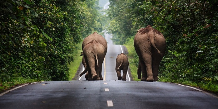 Гонки слонов во Вьетнаме. Вот так шоу! 