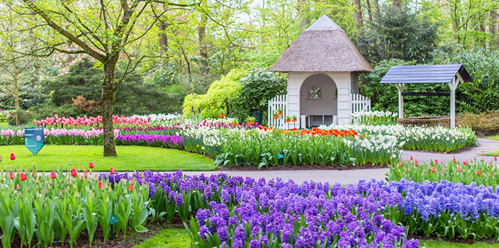 парк кёкенхоф в нидерландах