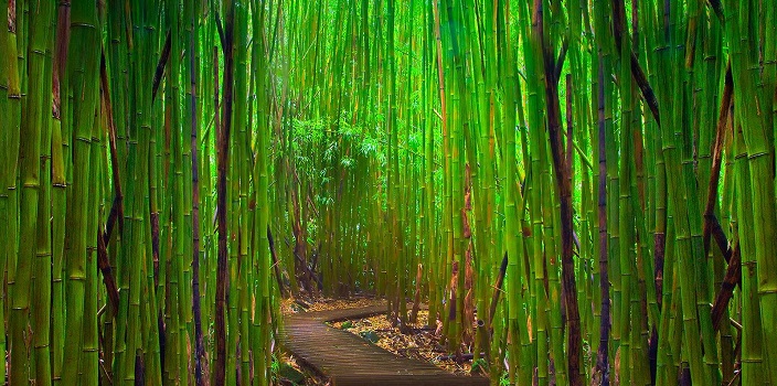 Япония, бамбуковый лес