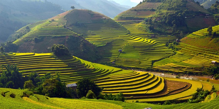 Вьетнам, рисовые террасы