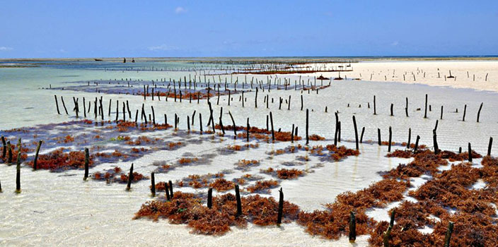 ферма морской капусты в Танзании