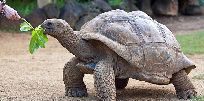 большие черепахи на острове Занзибар