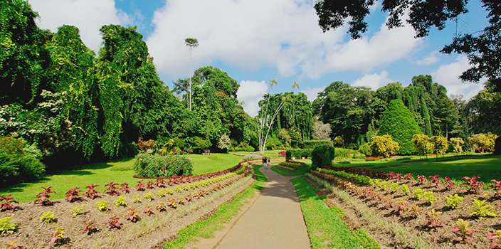 королевский ботанический сад на шри-ланке